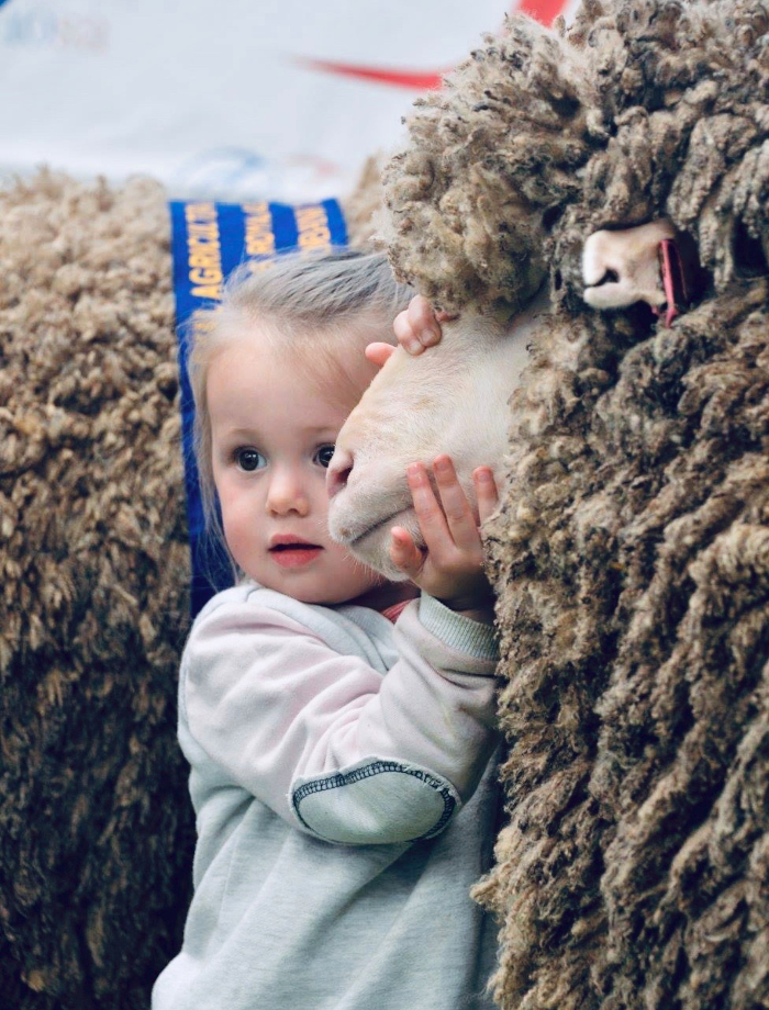 sheep on ramp