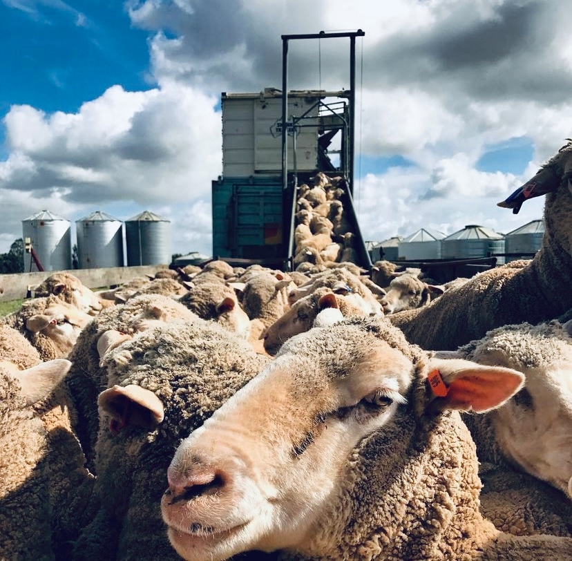 sheep on ramp