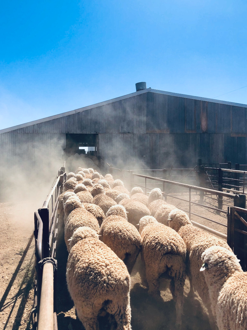 sheep on ramp